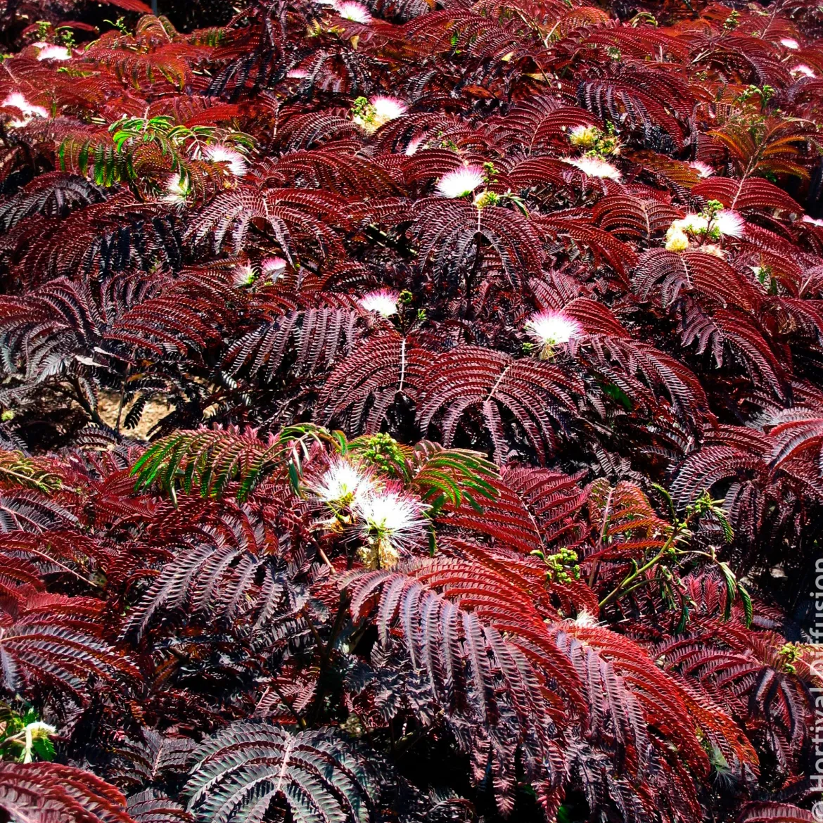 Arbre à soie Summer Chocolate® - L'exotisme au feuillage chocolat