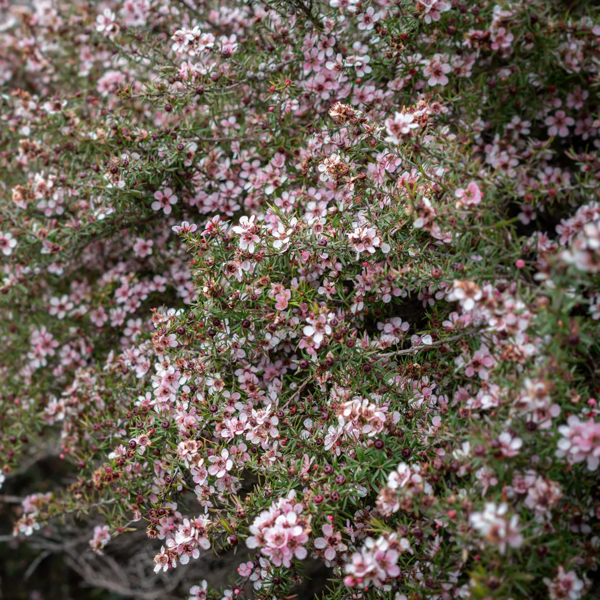 Arbre à thé Martini - Fleurs et feuillage à l'année