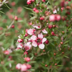 Arbre à thé Martini - Fleurs et feuillage à l'année