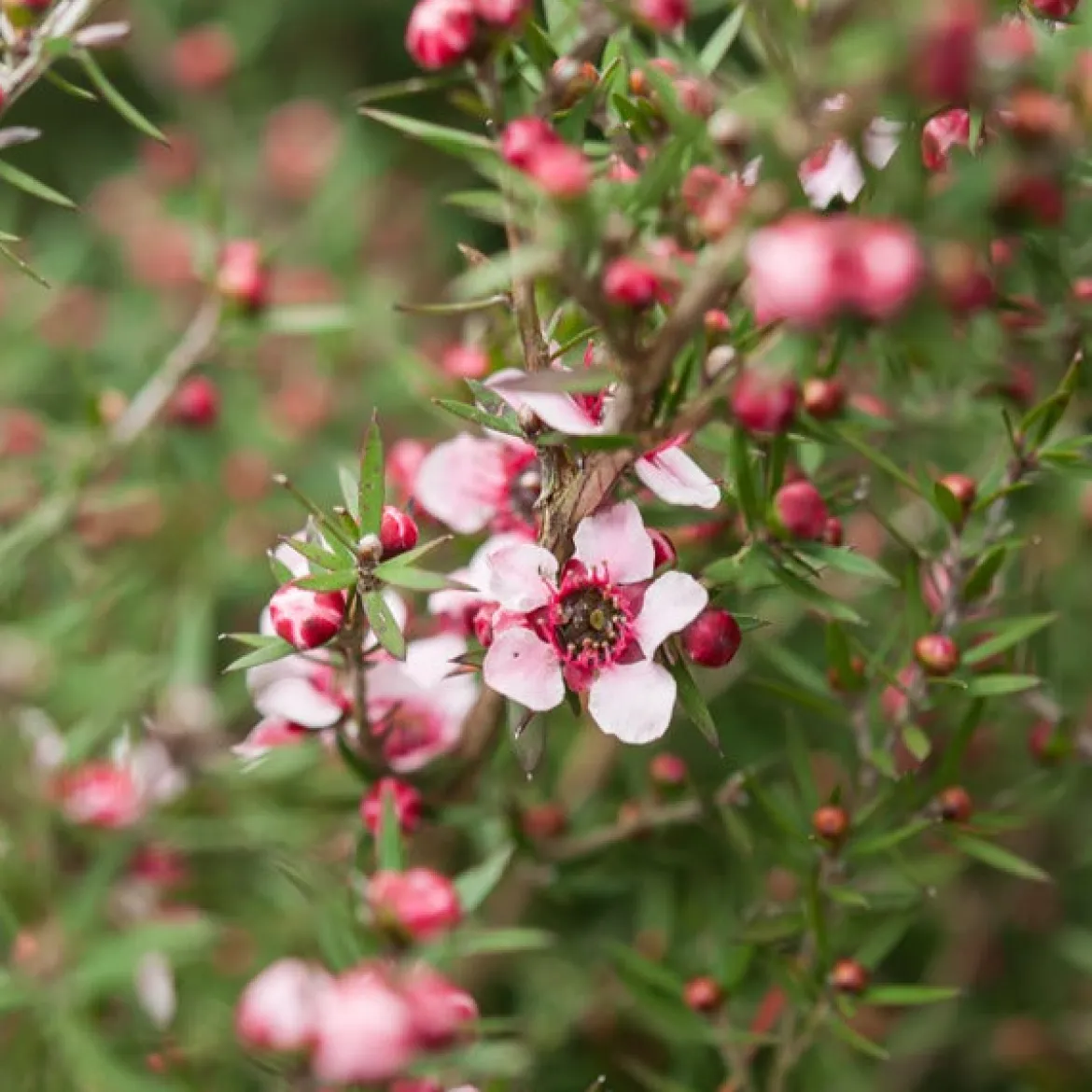 Arbre à thé Martini - Fleurs et feuillage à l'année