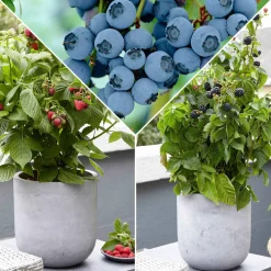 Arbustes fruitiers nains (mûrier, framboisier, myrtiller) - Compact et idéal pour petits espaces