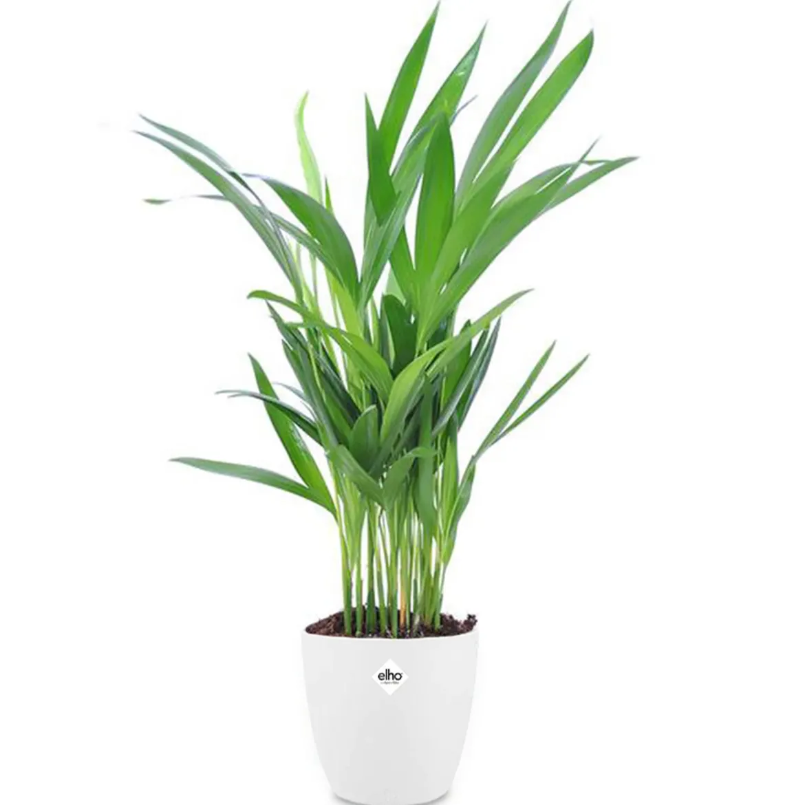 Areca, Palmier d'intérieur + cache pot blanc 22 cm. - Parfaite pour illuminer vos intérieurs