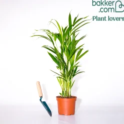 Areca - Palmier d'intérieur - L'ambiance jungle chez soi