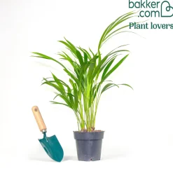 Areca - Palmier d'intérieur - L'ambiance jungle chez soi
