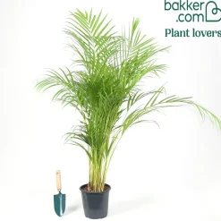 Areca - Palmier d'intérieur - L'ambiance jungle chez soi