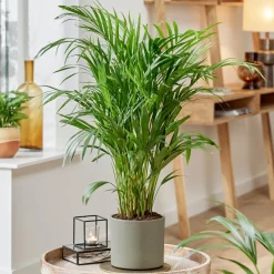 Areca - Palmier d'intérieur - L'ambiance jungle chez soi