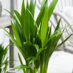 Areca - Palmier d'intérieur - L'ambiance jungle chez soi
