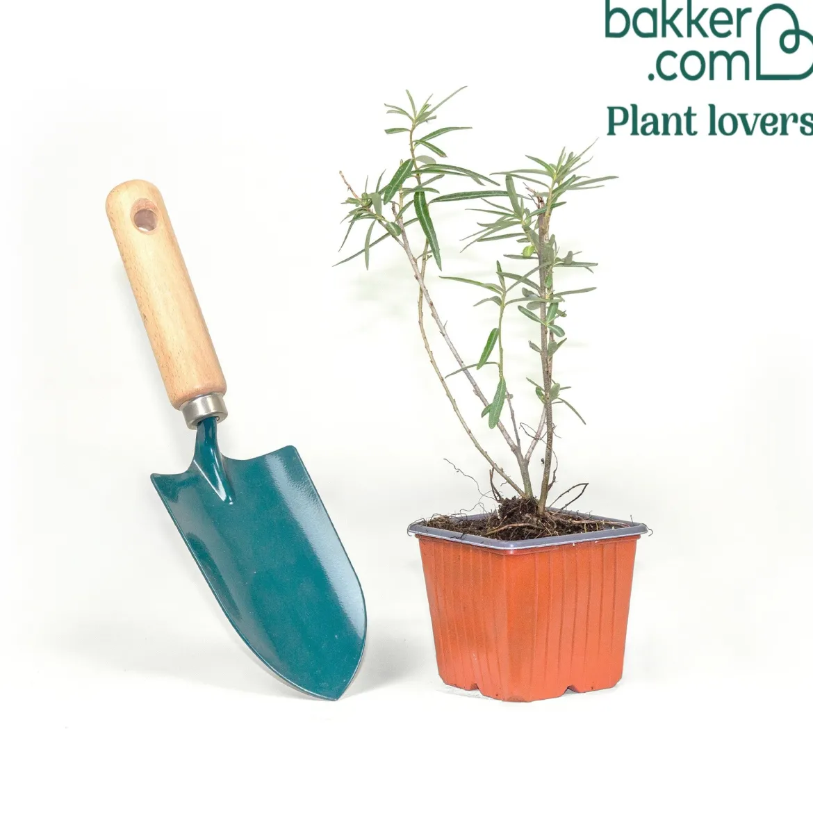 Argousier autofertile Friesdorfer Orange - Des fruits sans planter à deux