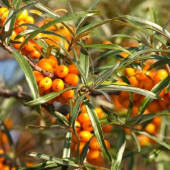 Argousier autofertile Friesdorfer Orange - Des fruits sans planter à deux