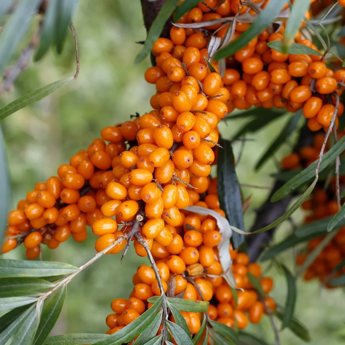 Argousier femelle Hergo - Des baies orange vitaminées