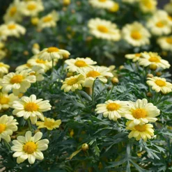 Argyranthemum Grandaisy ® Gold - Le soleil en fleurs tout l'été