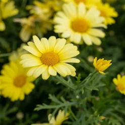 Argyranthemum Grandaisy ® Gold - Le soleil en fleurs tout l'été