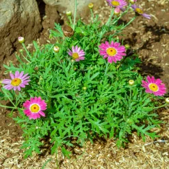 Argyranthemum Grandaisy ® Pink Tourmaline - Des fleurs roses tout l'été