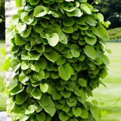 Aristoloche - Un mur vert en un été
