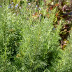 Armoise citronelle Aurone - Le parfum citron au jardin