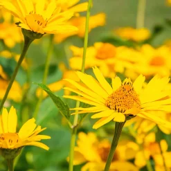 Arnica des montagnes - Le soleil des montagnes chez vous