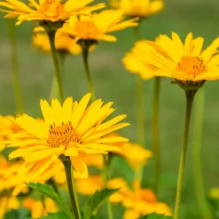 Arnica des montagnes - Le soleil des montagnes chez vous