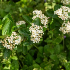 Aronia prunifolia Nero - Des super-fruits sans effort