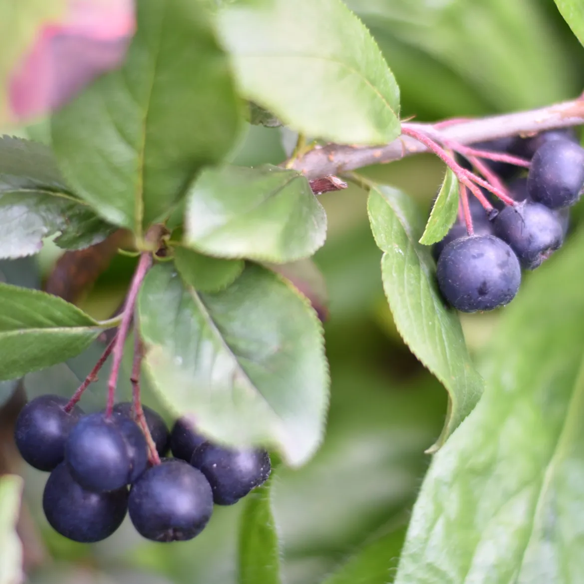 Aronia prunifolia Nero - Des super-fruits sans effort