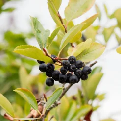 Aronia Viking - Des baies noires sans effort