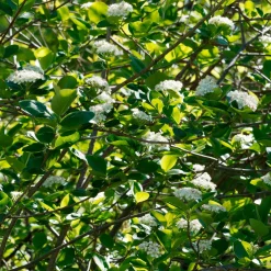 Aronia Viking - Des baies noires sans effort