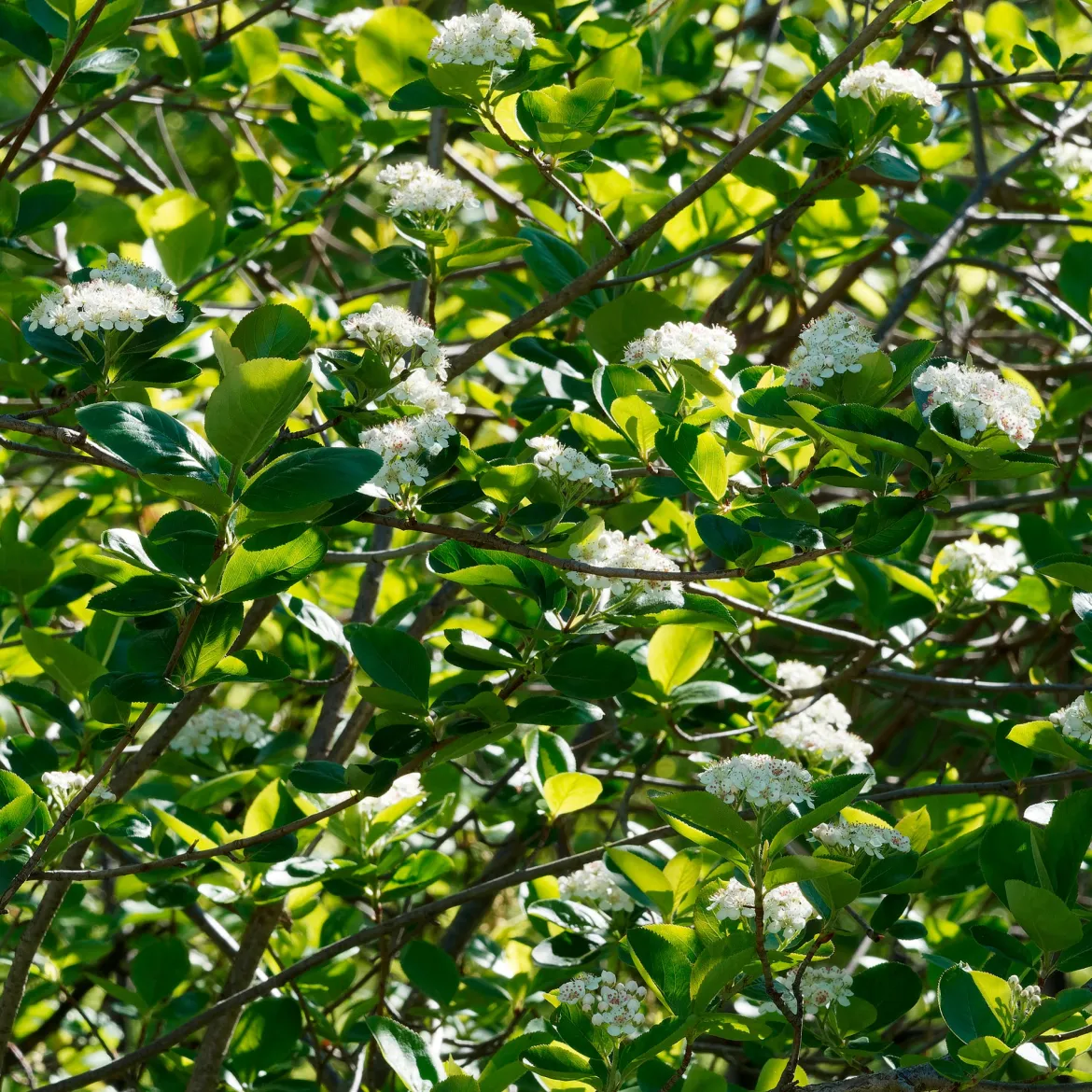 Aronia Viking - Des baies noires sans effort
