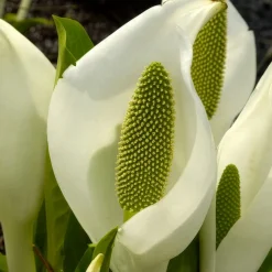 Arum bananier blanc - La berge qui fait sensation