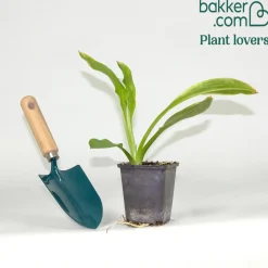 Arum bananier blanc - La berge qui fait sensation