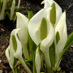Arum bananier blanc - La berge qui fait sensation