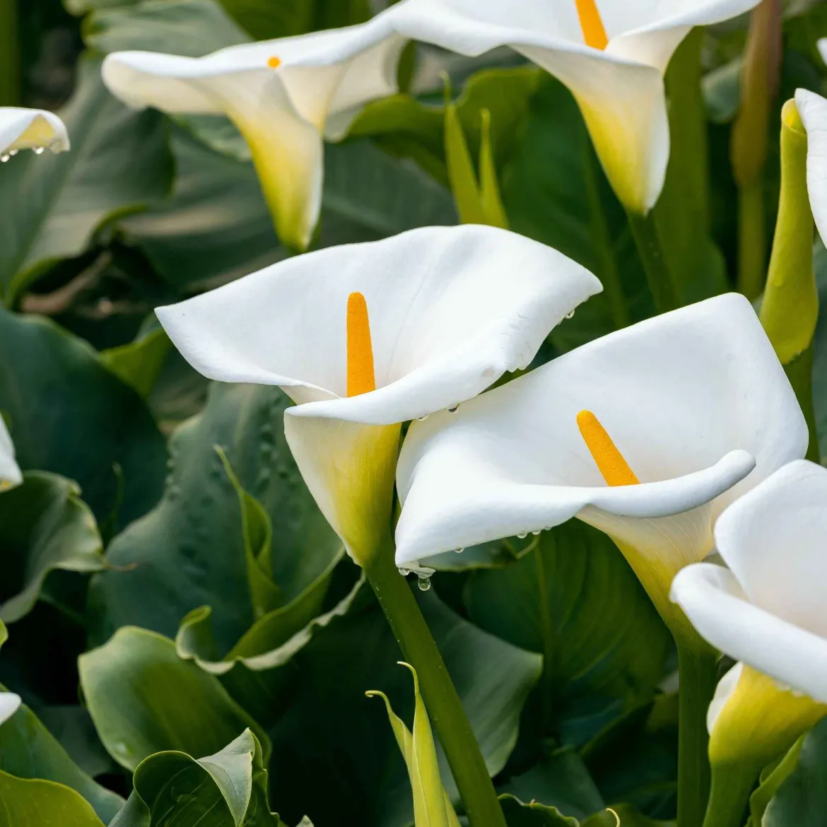 2 Arums blanc d'Ethiopie - La fleur blanche qui aime l'eau