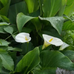 2 Arums blanc d'Ethiopie - La fleur blanche qui aime l'eau