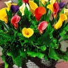 3 Arums en mélange : jaune, rouge, rose - Un trio de couleurs éclatantes