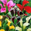5 Arums en mélange - Un été haut en couleur