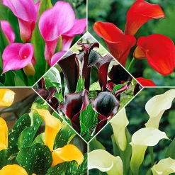 5 Arums en mélange - Un été haut en couleur