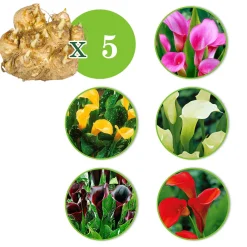 5 Arums en mélange - Un été haut en couleur