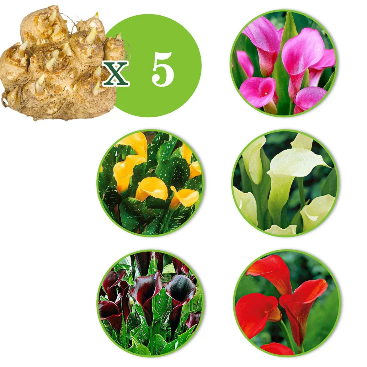 5 Arums en mélange - Un été haut en couleur