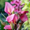 2 Arums rose - Une touche fuchsia au jardin