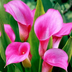 2 Arums rose - Une touche fuchsia au jardin