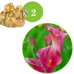2 Arums rose - Une touche fuchsia au jardin