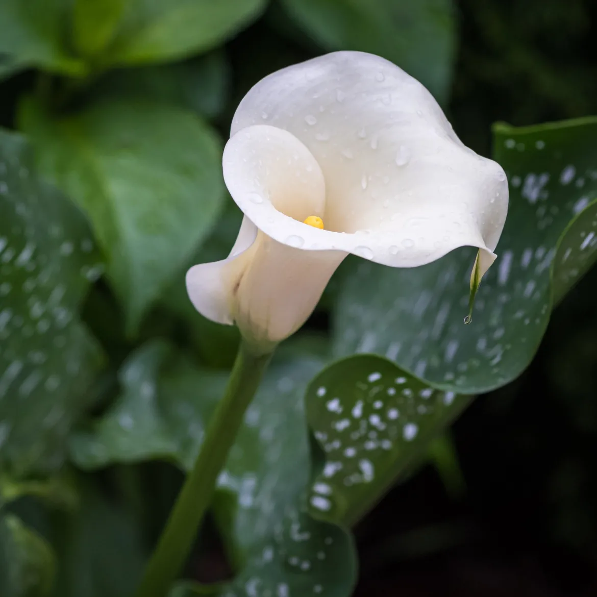 2 Arums à taches blanches - Élégance blanche facile