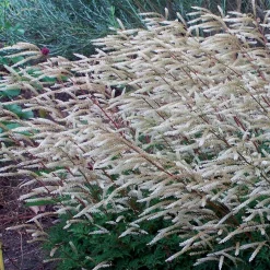 2 Aruncus Pintade - L'ombre devient légère