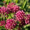 3 Asclépiades Soulmate - Un aimant à papillons