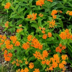 Asclépiade tubéreuse - Le nectar qui attire les papillons