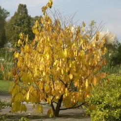 Asiminier - Pawpaw - Le goût exotique au jardin