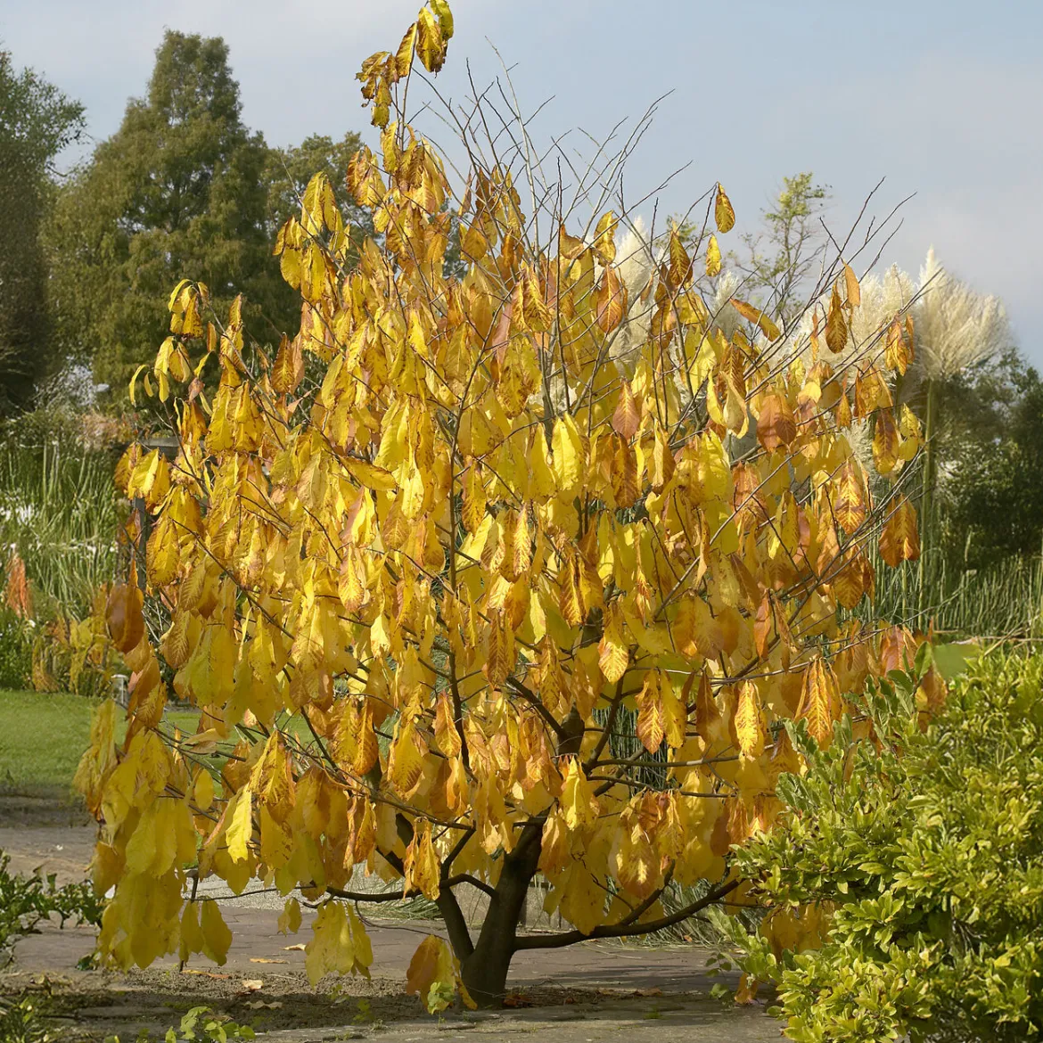 Asiminier - Pawpaw - Le goût exotique au jardin