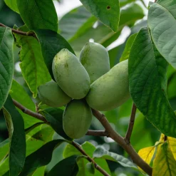 Asiminier - Pawpaw - Le goût exotique au jardin