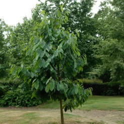 Asiminier Triloba - Un fruit exotique chez vous