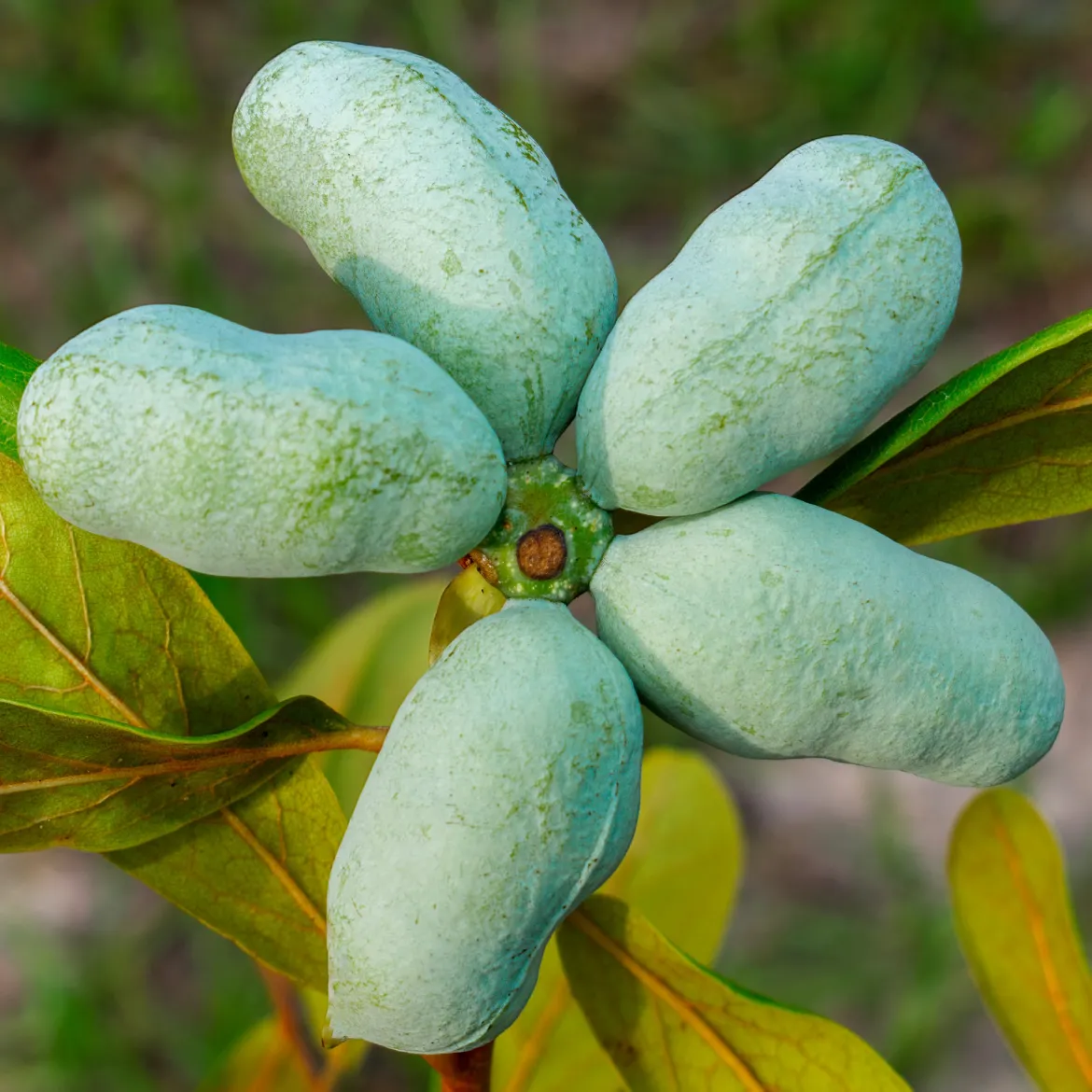 Asiminier Triloba - Un fruit exotique chez vous