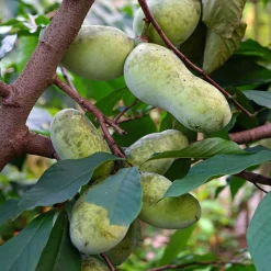 Asiminier Triloba - Un fruit exotique chez vous