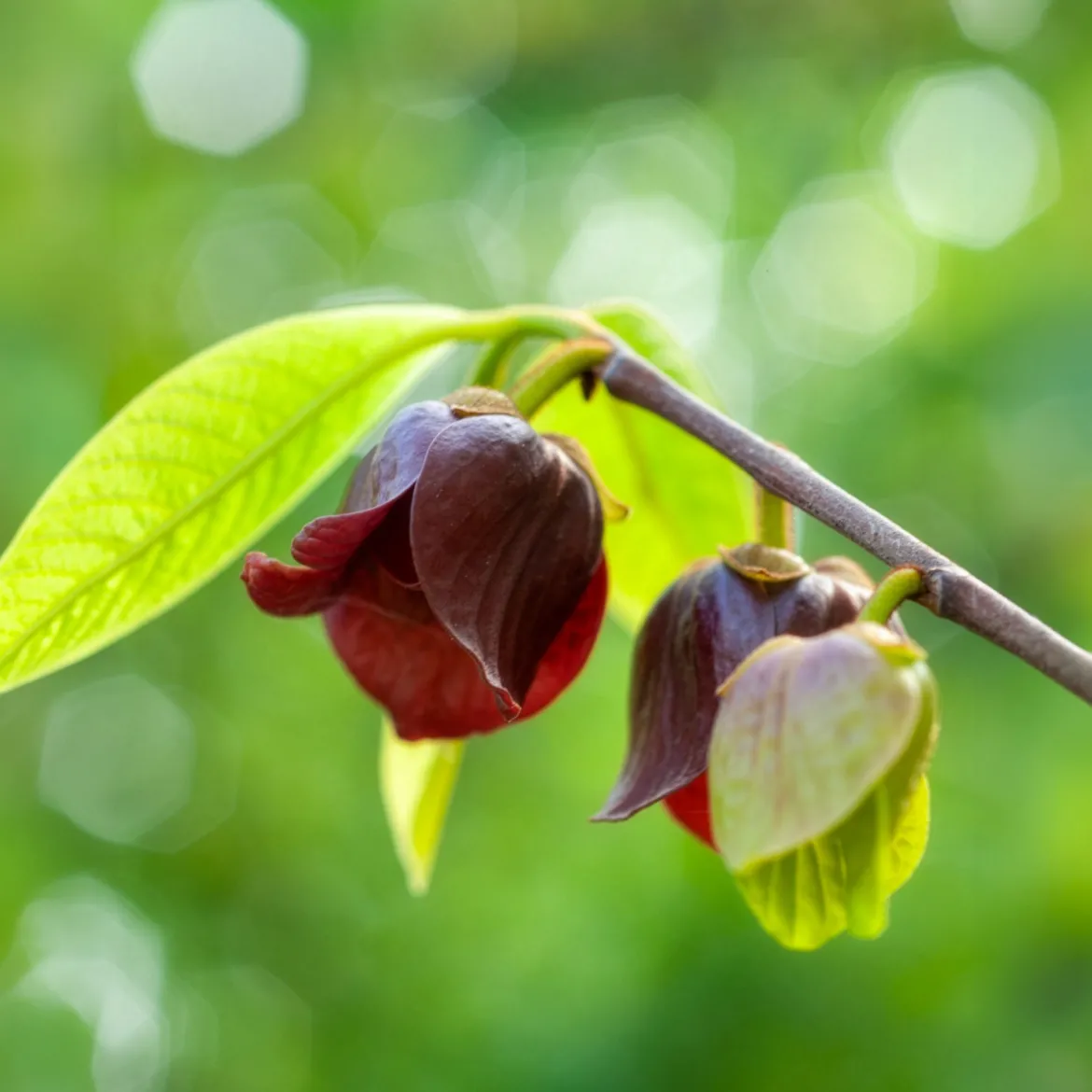Asiminier Triloba - Un fruit exotique chez vous